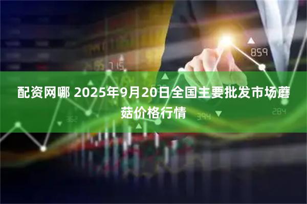 配资网哪 2025年9月20日全国主要批发市场蘑菇价格行情